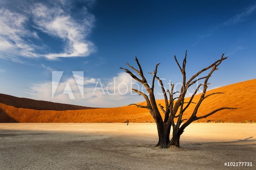 Bild på Dead tree in Sossusvlei in the Namib Desert Namibia